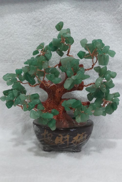 Cây tài lộc đế oval N