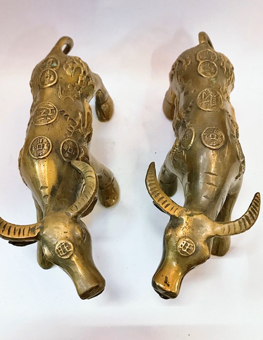 Trâu đồng tiền lớn 